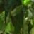 rnara094